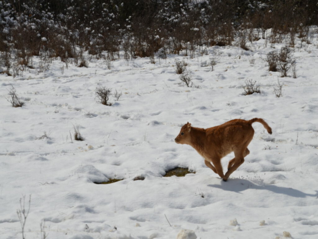und viele kleine Kälble gab es auch :)