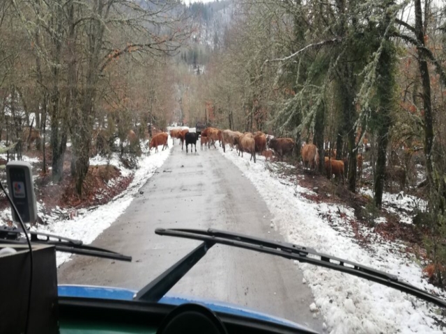 Kuhherden auf der Straße sind hier ganz normal