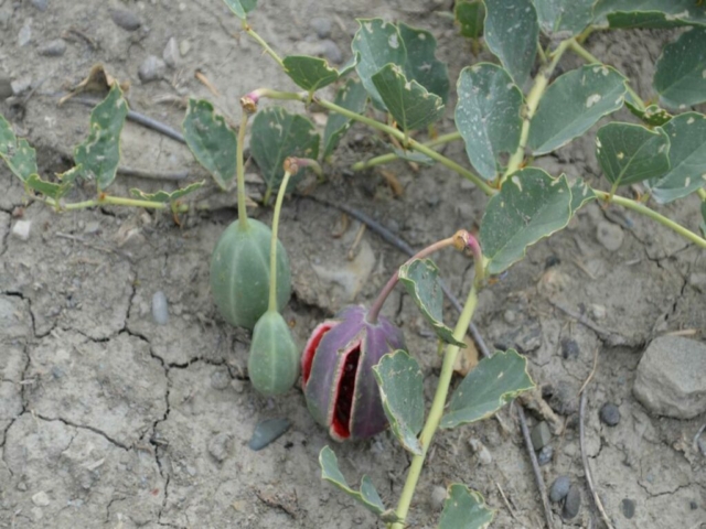 Die gabs hier überall, ich wusste jedoch nicht ob man sie essen kann?