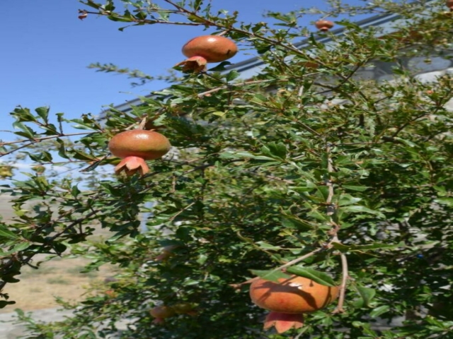 Granatäpfel gibts überall, schade, dass sie erst im November reif sind